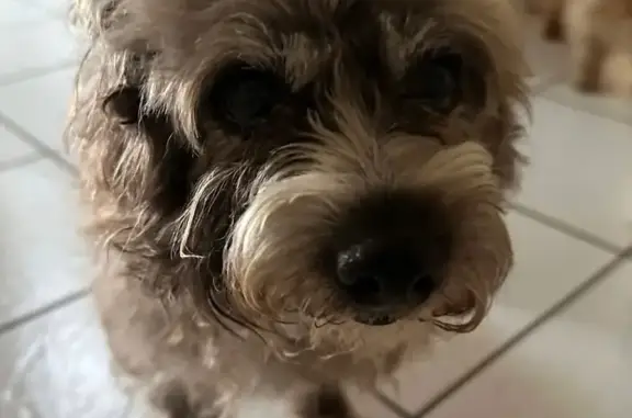 Missing dog Bakersfield, photo: Lost Elderly Poodle Mix on Washington Ave