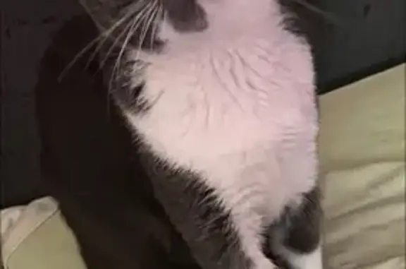 Chat gris et blanc perdu à Algrange - photo