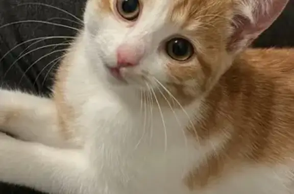 Animaux perdus Tours, photo: Chaton perdu, Aÿna, 3 mois, Rue Deslandes