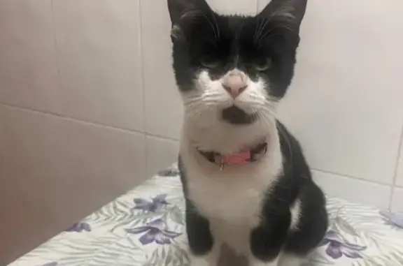 Gato encontrado Valencia, foto: Gato Cariñoso con Ojos Verdes en València