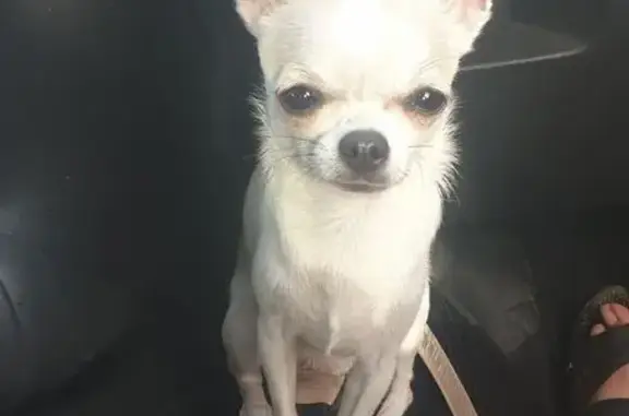 ¡Se Busca! Chihuahua Babi Perdida en Santa Lucía