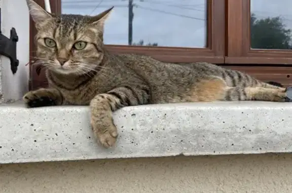 Animaux perdus Saint-Agnant-de-Versillat, photo: Chatte tigrée perdue, Saint-Agnant-de-Versillat