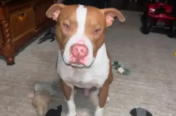 Found pets Byron, photo: Found: Red & White Pit in Byron, GA