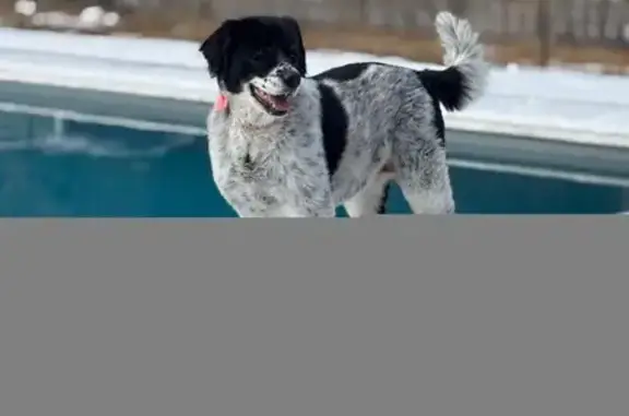Lost 11-Year-Old Dog in Guyton Area