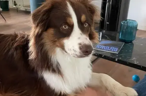 Chien perdu Maule, photo : Chien perdu: Berger australien à Maule