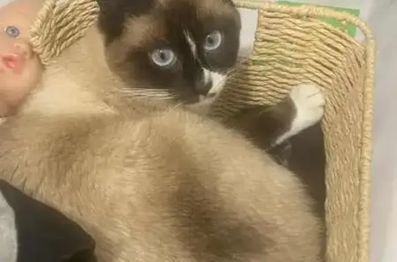 Chatte perdue à Drefféac - photo