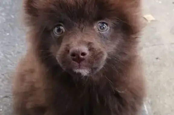 Chien perdu Montluçon, photo : Chien marron blessé perdu à Montluçon