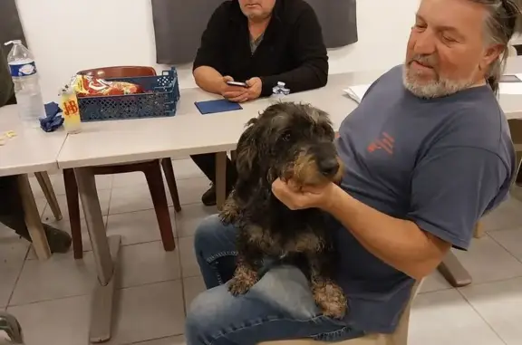 Animaux trouvés Visan, photo: Teckel mâle trouvé, Chemin des Experts