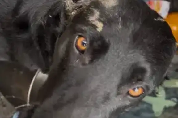 Lost Black Belgian Dog on Waterville St