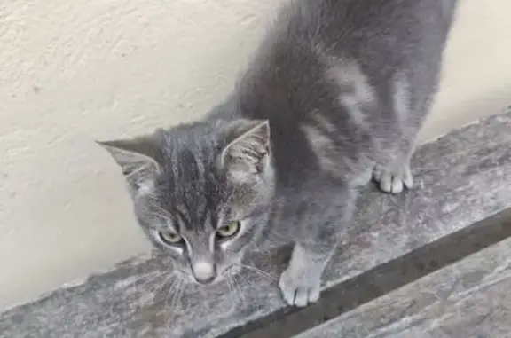 Animaux trouvés Saint-Jacques-sur-Darnétal, photo: Chaton gris trouvé, très affectueux