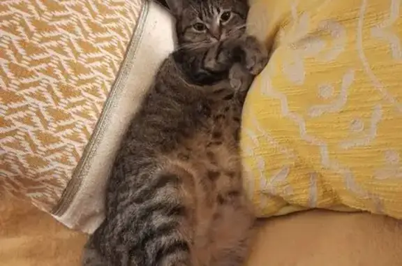 Chat perdu, Le Houlme, photo: Perdu : Chatte européenne, Le Houlme