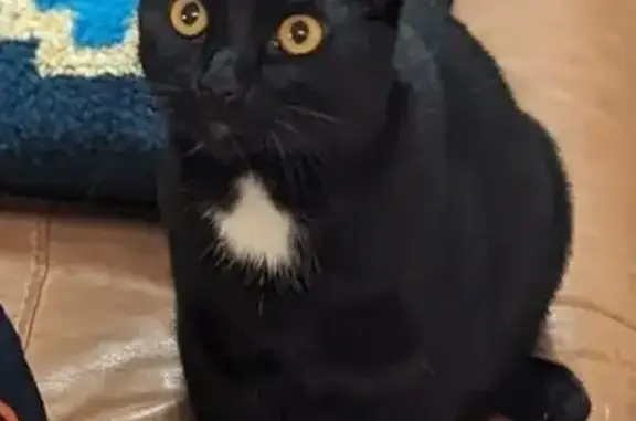 Missing cat Des Moines, photo: Lost Cat Tito: Black with Yellow Eyes