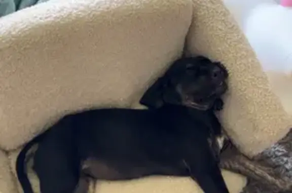 Lost Puppy Val: White Chest, Black Collar