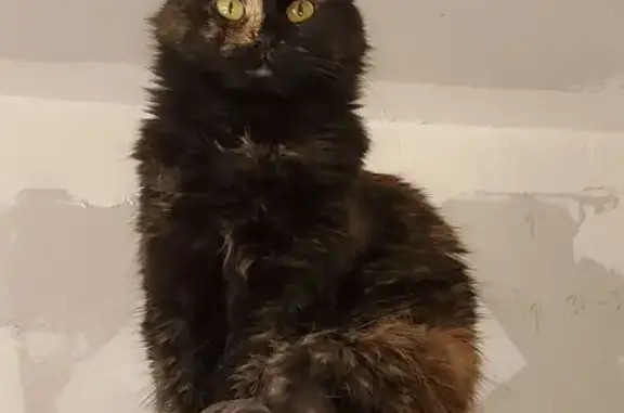 Help Find Minnie: Lost Tortie in Mt. Vernon