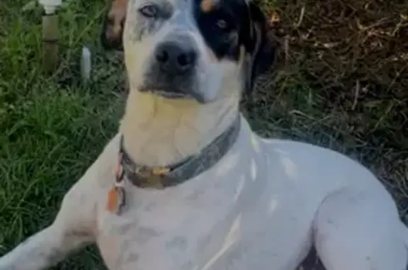 Lost Bully Heeler: Black Eye Patch, 60lbs