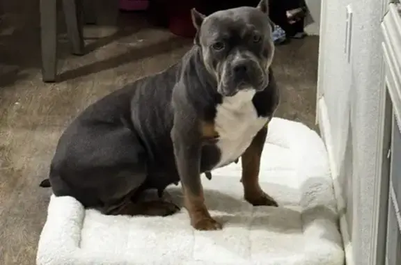 Lost Blue Tri Bully - Nagel St, Seguin