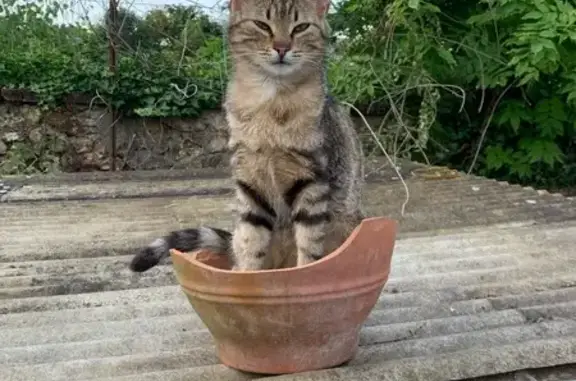 Chat tigré Yoki perdu à Bonneval - photo