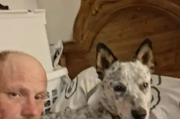 Lost Blue Heeler: No Tail, Red Face Spot