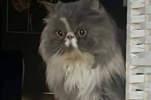 Lost Cat: Fluffy White & Grey in Toa Payoh