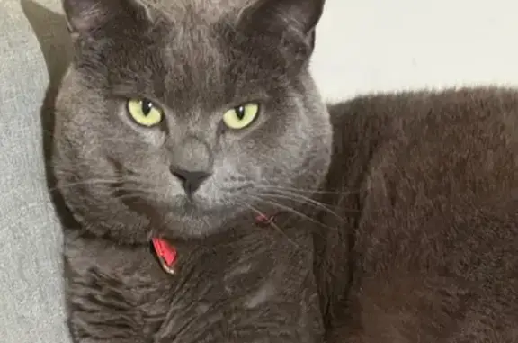 Missing cat Adelaide, photo: Lost Ash Grey Cat: Help Find Our Friend!