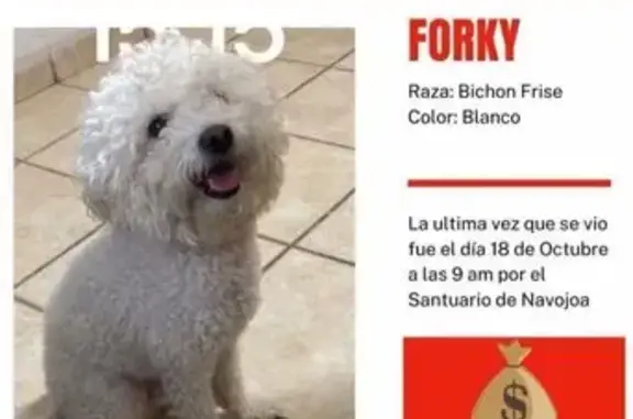 ¡Perro Bichon Frise perdido en Navojoa!