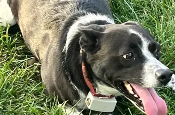 Found dog Dublin, photo: Found: Friendly Dog with Red Collar, Dublin