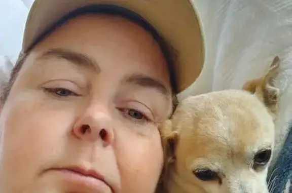 Lost Tan & White Dog: 8lbs, Scarred, Growls