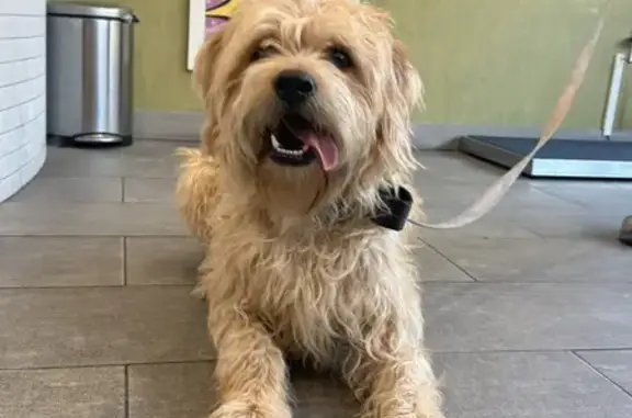 Friendly Found Dog at Prospect Place 644