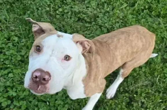 Lost and found pets Huntington, photo: Found: Young Tan & White Dog in Huntington