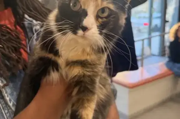 Found cat , photo: Friendly Female Calico Found on Bedford Ave