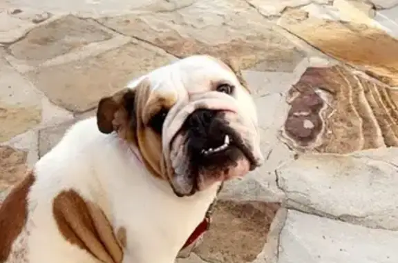 Lost Dog: White/Brown Spots, Tulsa