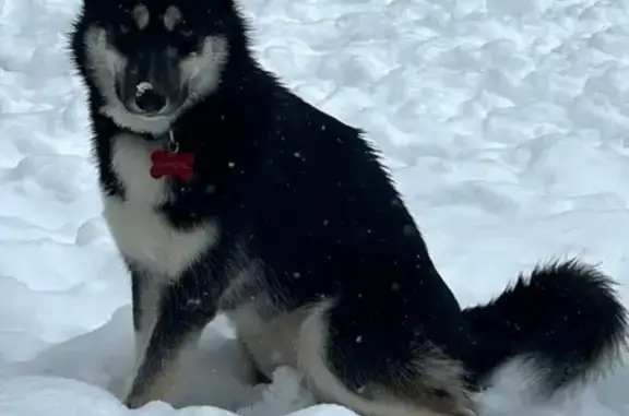 Lost Husky Dakota in Memphis Area