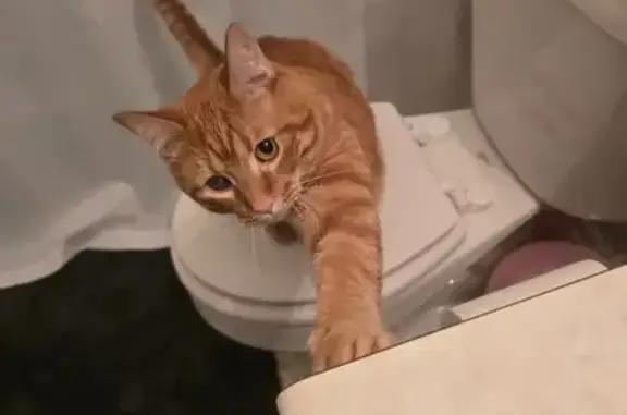 Lost Orange Tabby: Milky Right Eye