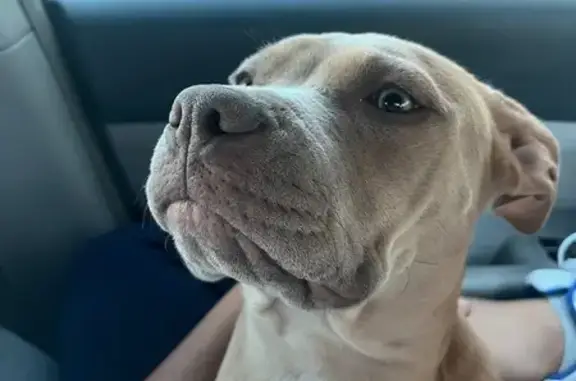 Lost Small Pitbull - East Asbury Circle