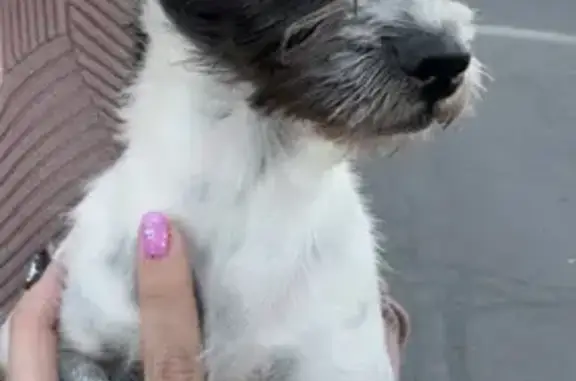 Found pets Orem, photo: Lost Dog Found on South 1230 West, Orem