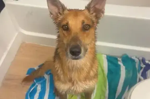 Unchipped Dog Found in Phoenix Storm
