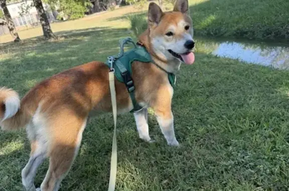 Missing dog Dallas, photo: Lost Shy Shiba Inu: Dallas, Call Now!