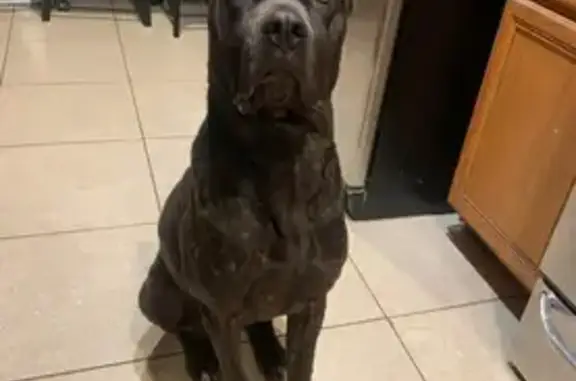 Lost Black Brindle Dog in Katy - Help!