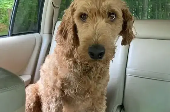 Lost 80lb Brown Shaggy Goldendoodle