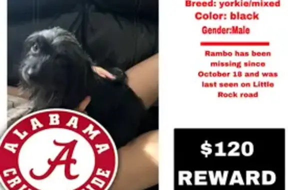 Missing dog , photo: Lost Small Black Dog in Foley, AL