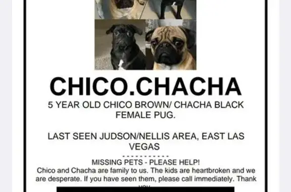 Lost Pugs: Chico & Chacha in Sunrise Manor