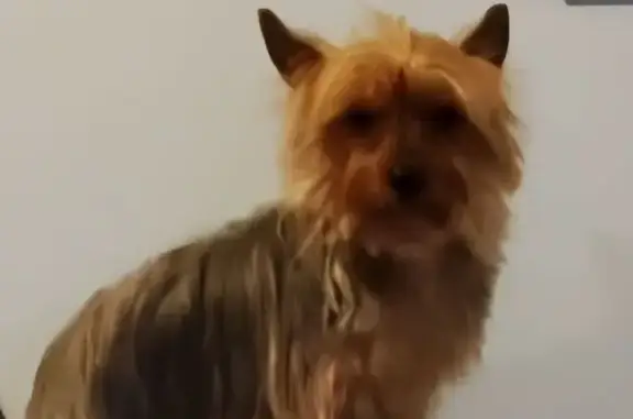 Lost Silky Terrier: Sophia on Monroe Ave