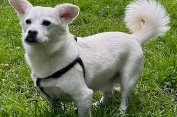 Missing dog Santa Fe, photo: Lost Corgi-Like Dog in Santa Fe Area