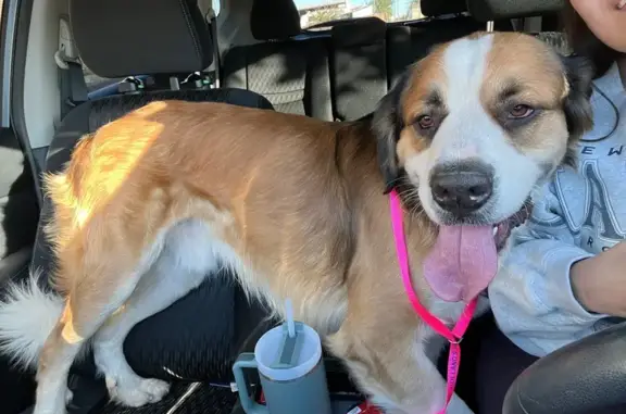 Found dog Oklahoma City, photo: Sweet Long-Haired Dog Found in OKC