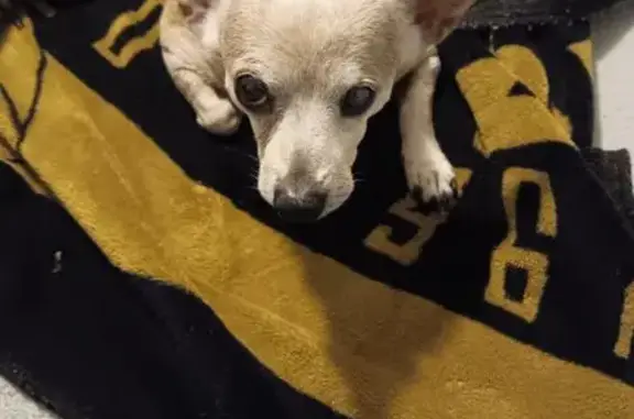 Lost Brown & White Dog on 13th St, Gulfport