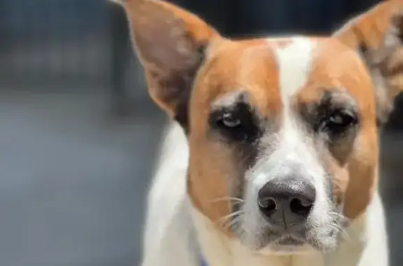 Lost Dog in Bushwick: White with Brown Markings