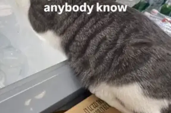 Lost Cat: Tipped Ear, Patch Nose, Lynbrook