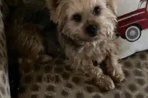 Lost Brown Yorkie: Blue Harness, Help!