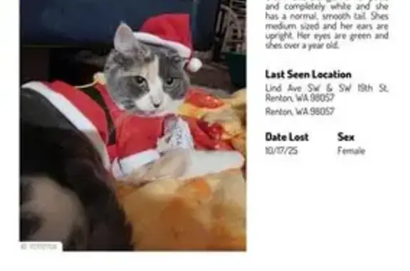 Lost Cat on SW 19th St, Renton