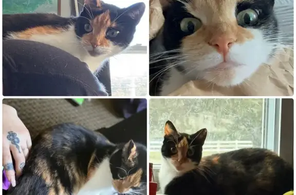 Lost Calico Cat Mercury - Odenton Area